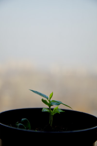 黑锅上的绿色植物